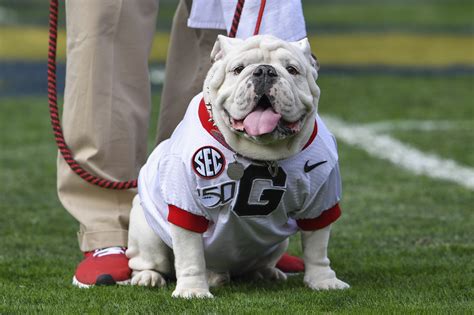 Georgia bulldog mascot